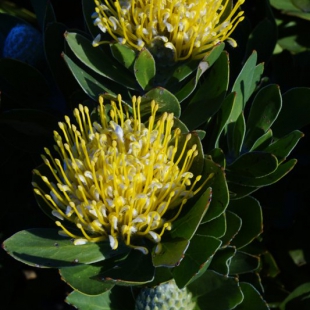 Leucospermum conocarpodendron